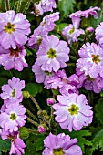 PRIMULA OOH LA LA PASTEL PINK