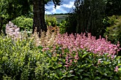 RODGERSIA PINNATA SUPERBA