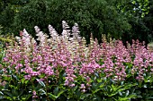 RODGERSIA PINNATA SUPERBA