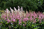 RODGERSIA PINNATA SUPERBA