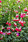 SALVIA HOT LIPS