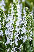 SALVIA LYRICAL WHITE (FLORSALWHITE)