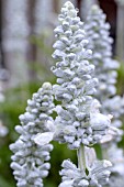 SALVIA SALLYFUN SNOW WHITE