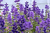 SALVIA CLARY OXFORD BLUE