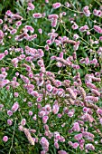 SANGUISORBA PINK TANNA