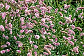 SANGUISORBA PINK TANNA