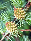 LARIX DECIDUA (EUROPEAN LARCH) YOUNG CONES