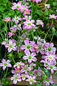 SAXIFRAGA TOURAN PINK