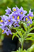 SOLANUM CRISPUM GLASNEVIN