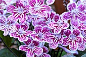 STREPTOCARPUS POLKA DOT RED