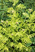 TANACETUM VULGARE GOLDEN FLEECE