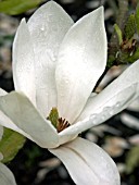 MAGNOLIA SALICIFOLIA