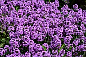 THYMUS MAGIC CARPET