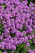 THYMUS MAGIC CARPET