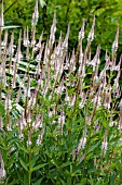 VERONICASTRUM VIRGINICUM LAVENDELTURM