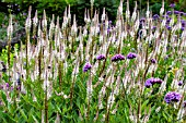 VERONICASTRUM VIRGINICUM LAVENDELTURM
