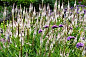 VERONICASTRUM VIRGINICUM LAVENDELTURM