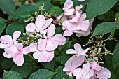 VIBURNUM PLICATUM TOMENTOSUM PINK BEAUTY