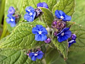 PANTAGLOTTIS SEMPERVIRENS (GREEN ALKANET)