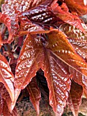 PARTHENOCISSUS TRICUSPIDATA (BOSTON IVY)