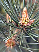 PINUS SYLVESTRIS (SCOTS PINE) MALE SHOOT