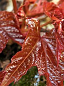 PARTHENOCISSUS TRICUSPIDATA (BOSTON IVY)