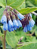 SYMPHYTUM UPLANDICUM (RUSSIAN COMFREY)