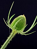 DIPSACUS FULLONUM (TEASEL)