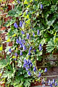 ACONITUM HEMSLEYANUM