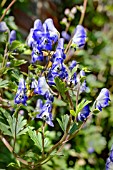 ACONITUM HEMSLEYANUM