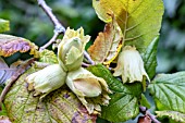 CORYLUS AVELANA COSFORD