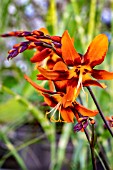 CROCOSMIA EMILY MCKENZIE