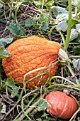 CUCURBITA MAXIMA SECRETARIAT