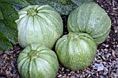 CUCURBITA PEPO DE NICE A FRUIT ROND