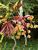 ACER PLATANOIDES CRIMSON KING