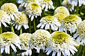 ECHINACEA DELICIOUS NOUGAT (NOECTHREE)