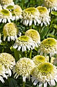 ECHINACEA DELICIOUS NOUGAT (NOECTHREE)