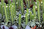 FITTONIA ALBIVENIS