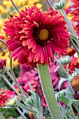 GAILLARDIA BURGUNDY