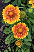 GAILLARDIA MESA PEACH