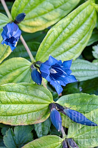 GENTIANA_ASCLEPIADEA