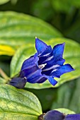 GENTIANA ASCLEPIADEA