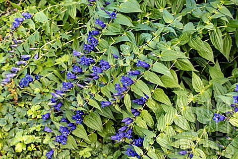 GENTIANA_ASCLEPIADEA