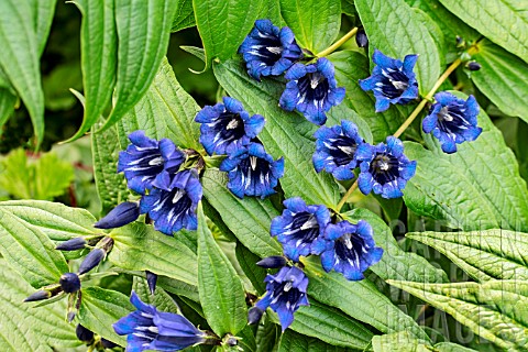 GENTIANA_ASCLEPIADEA