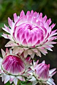 HELICHRYSUM BRACTEATUM PINK SUN