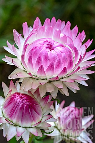 HELICHRYSUM_BRACTEATUM_PINK_SUN