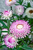 HELICHRYSUM BRACTEATUM PINK SUN