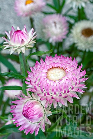 HELICHRYSUM_BRACTEATUM_PINK_SUN