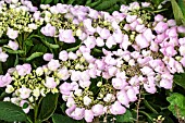 HYDRANGEA MACROPHYLLA STURDY NANKING