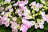 HYDRANGEA MACROPHYLLA STURDY NANKING